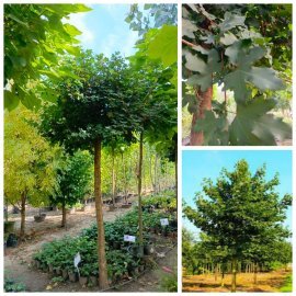 Клен польовий (Acer campestre) /stam 180-210 см/ Н 300- 350 см /НО 26-35 см /ком