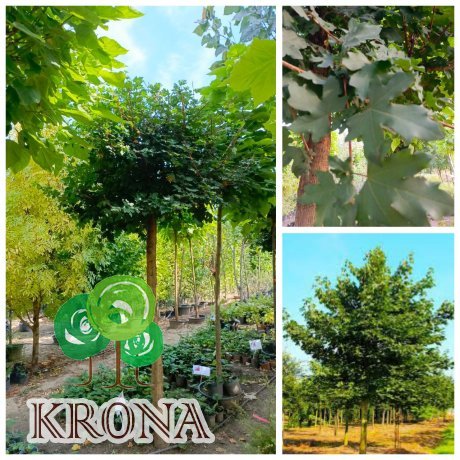 Саджанці купити Клен польовий (Acer campestre) /stam 180-210 см/ Н 300- 350 см /НО 26-35 см /ком