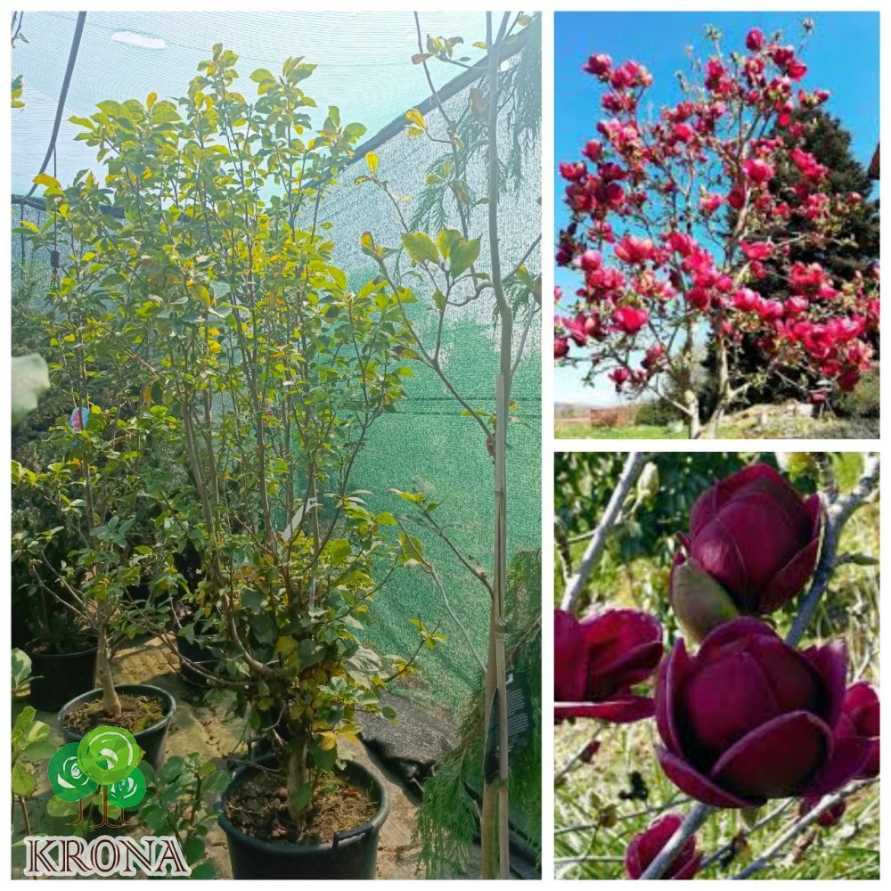 Саджанці купити Магнолія (Magnolia) "Genie" /Джені/Н 180-210 см/ контейнер 35 L