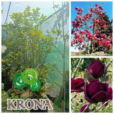 Саджанці купити Магнолія (Magnolia) "Genie" /Джені/Н 180-210 см/ контейнер 35 L