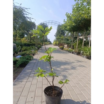 Саджанці купити Магнолія Суланжа "Сатісфекшн"  (Magnolia soulangeana) "Satisfaction"/Н 60-80 см/ С 5L