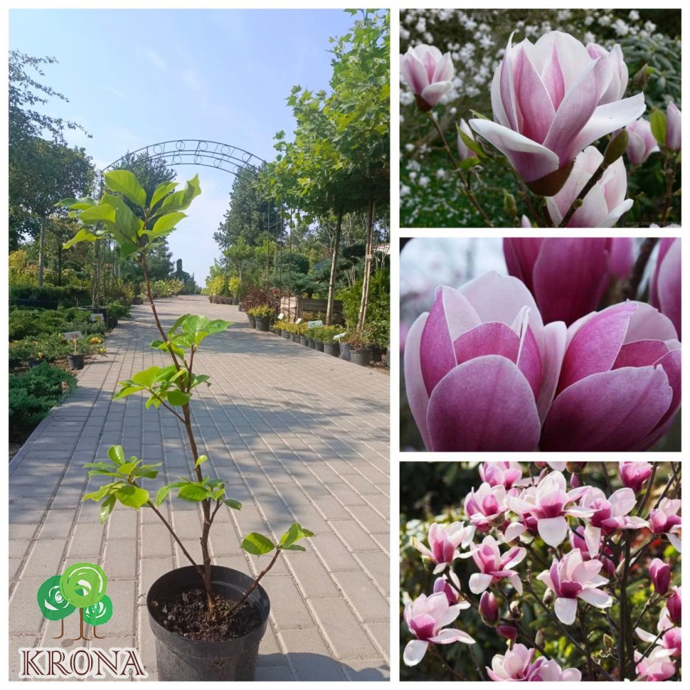 Саджанці купити Магнолія Суланжа "Сатісфекшн"  (Magnolia soulangeana) "Satisfaction"/Н 60-80 см/ С 5L