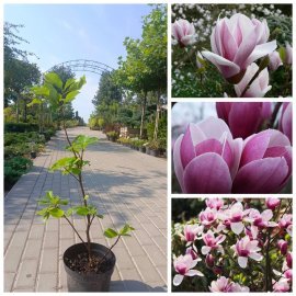 Магнолія Суланжа "Сатісфекшн" (Magnolia soulangeana) "Satisfaction"/Н 60-80 см/ С 5L Магнолія Суланжа "Сатісфекшн" (Magnolia soulangeana) "Satisfaction"/Н 60-80 см/ С 5L