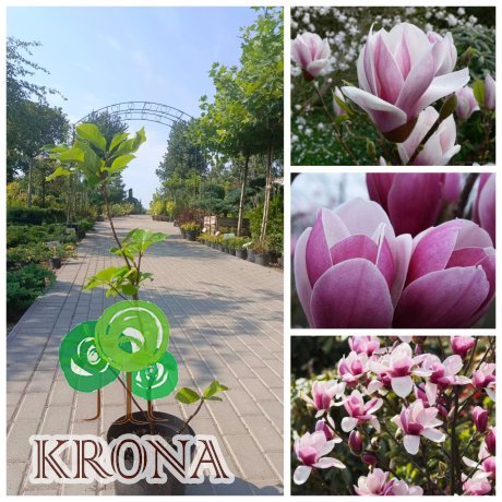 Саджанці купити Магнолія Суланжа "Сатісфекшн"  (Magnolia soulangeana) "Satisfaction"/Н 60-80 см/ С 5L