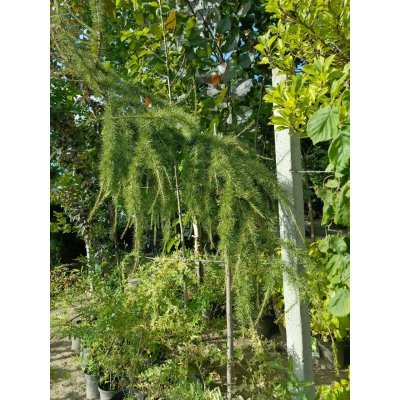 Саджанці купити Модрина європейська (Larix decidua) "Puli" /Stam 140-160 см/ контейнер С35 L