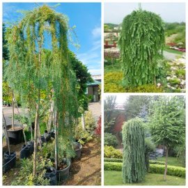 Модрина японська (Larix leptolepis) "Stiff Weeper"/Stam 180  см/контейнер С35 L