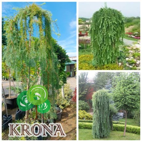 Саджанці купити Модрина японська (Larix leptolepis) "Stiff Weeper"/Stam 180  см/контейнер С35 L