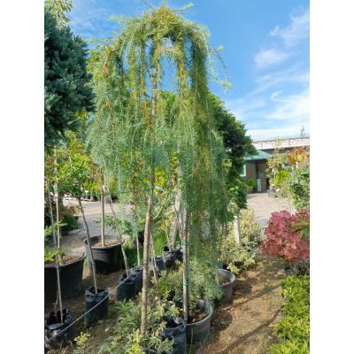 Саджанці купити Модрина японська (Larix leptolepis) "Stiff Weeper"/Stam 180  см/контейнер С35 L