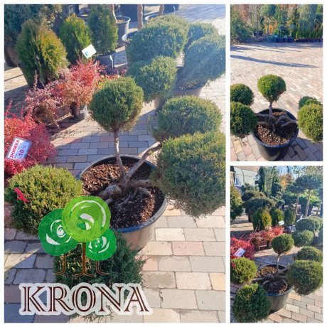 Саджанці купити Ялівець козацький "Tamariscifolia" /Нівакі/Бонсай/D100*130 см/ контейнер С80 L