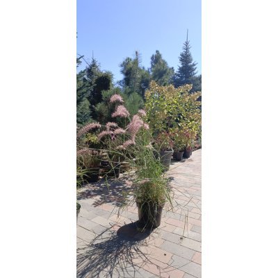Саджанці купити Пеннісетум східний "Karley rose"/контейнер С5 L