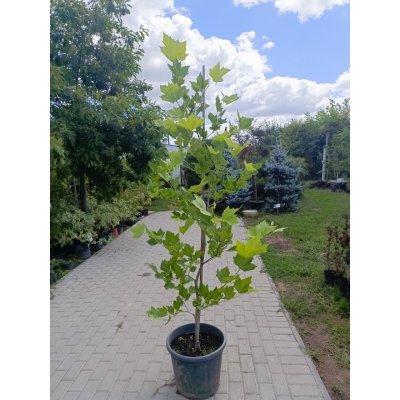 Саджанці купити Платан кленолистий (Platanus acerifolia) / H 200+ см / НО 5-8 см / контейнер 25 L
