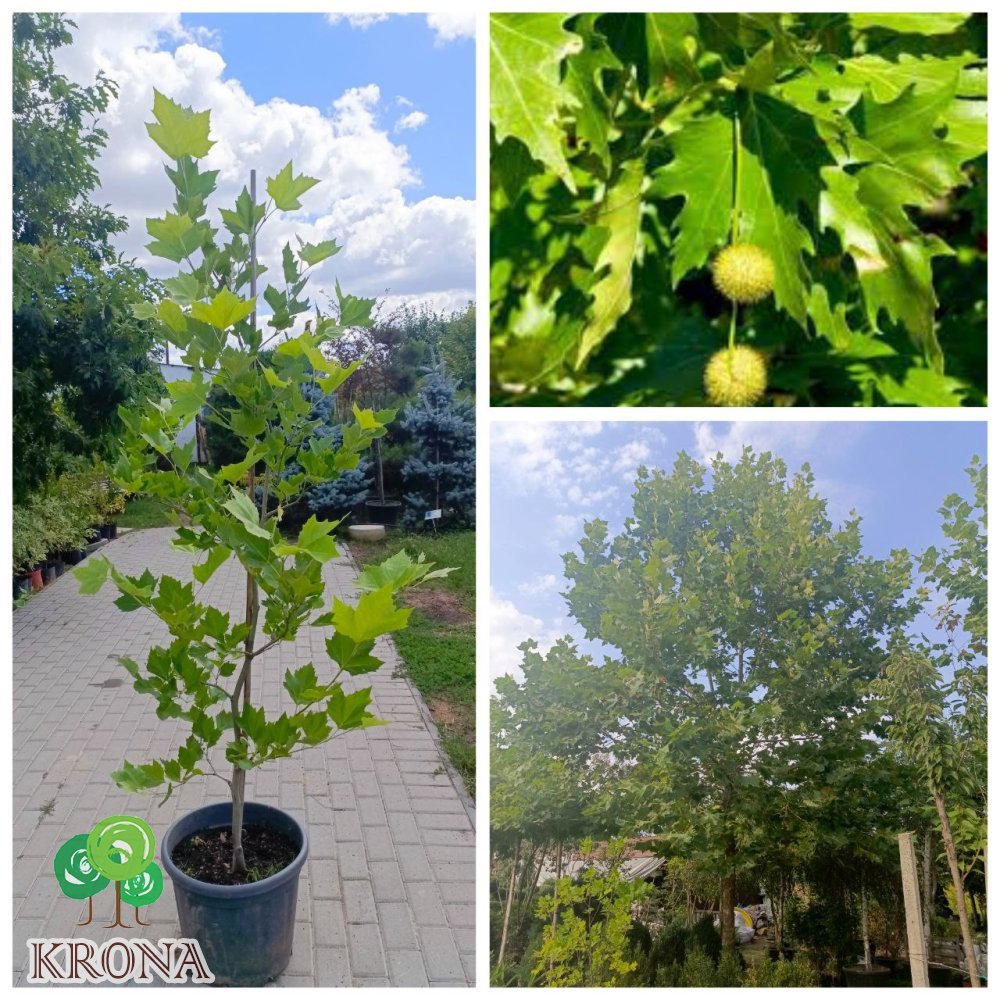 Саджанці купити Платан кленолистий (Platanus acerifolia) / H 200+ см / НО 5-8 см / контейнер 25 L