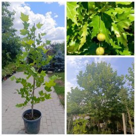 Платан кленолистий (Platanus acerifolia) / H 200+ см / НО 5-8 см / контейнер 25 L