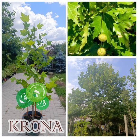 Саджанці купити Платан кленолистий (Platanus acerifolia) / H 200+ см / НО 5-8 см / контейнер 25 L