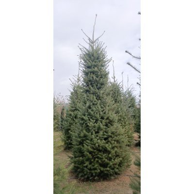 Саджанці купити Псевдотсуга Мензіса (Pseudotsuga menziesii) /Н 300-350 см/ ком