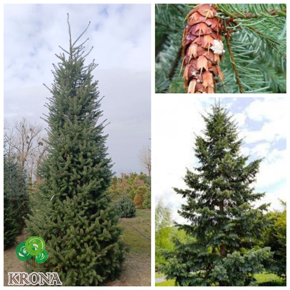 Саджанці купити Псевдотсуга Мензиса  (Pseudotsuga menziesii) /Н 500 + см/НО 45-50 см/ ком