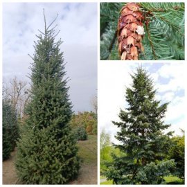 Псевдотсуга Мензиса  (Pseudotsuga menziesii) /Н 500 + см/НО 45-50 см/ ком