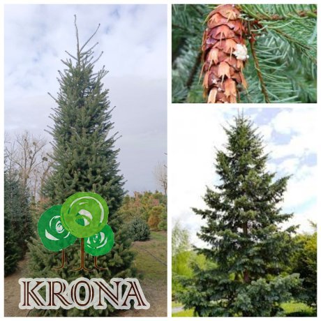 Саджанці купити Псевдотсуга Мензиса  (Pseudotsuga menziesii) /Н 500 + см/НО 45-50 см/ ком