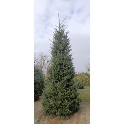 Саджанці купити Псевдотсуга Мензиса  (Pseudotsuga menziesii) /Н 500 + см/НО 45-50 см/ ком
