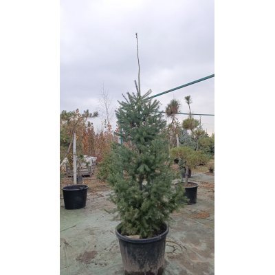Саджанці купити Псевдотсуга Мензіса (Pseudotsuga menziesii) /Н 200-230 см/ ком