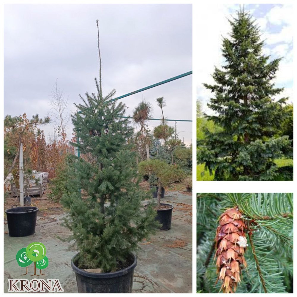 Саджанці купити Псевдотсуга Мензіса (Pseudotsuga menziesii) /Н 200-230 см/ ком