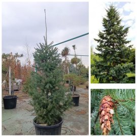 Псевдотсуга Мензіса (Pseudotsuga menziesii) /Н 200-230 см/ ком Псевдотсуга Мензіса (Pseudotsuga menziesii) /Н 200-230 см/ ком
