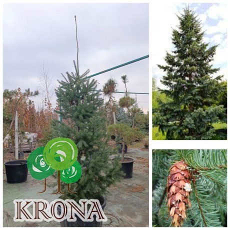 Саджанці купити Псевдотсуга Мензіса (Pseudotsuga menziesii) /Н 200-230 см/ ком