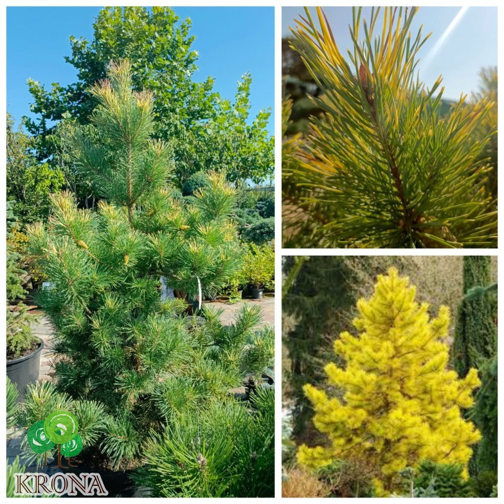 Саджанці купити Сосна звичайна  Ауреа (Pinus Sylvestris) Aurea/Н 200 +  см/контейнер С 160 L