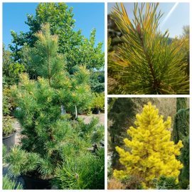 Сосна звичайна  Ауреа (Pinus Sylvestris) Aurea/Н 200 +  см/контейнер С 160 L