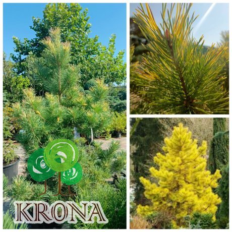 Саджанці купити Сосна звичайна  Ауреа (Pinus Sylvestris) Aurea/Н 200 +  см/контейнер С 160 L