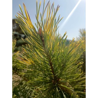 Саджанці купити Сосна звичайна  Ауреа (Pinus Sylvestris) Aurea/Н 200 +  см/контейнер С 160 L