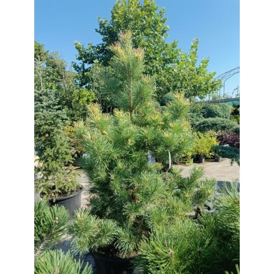 Саджанці купити Сосна звичайна  Ауреа (Pinus Sylvestris) Aurea/Н 200 +  см/контейнер С 160 L