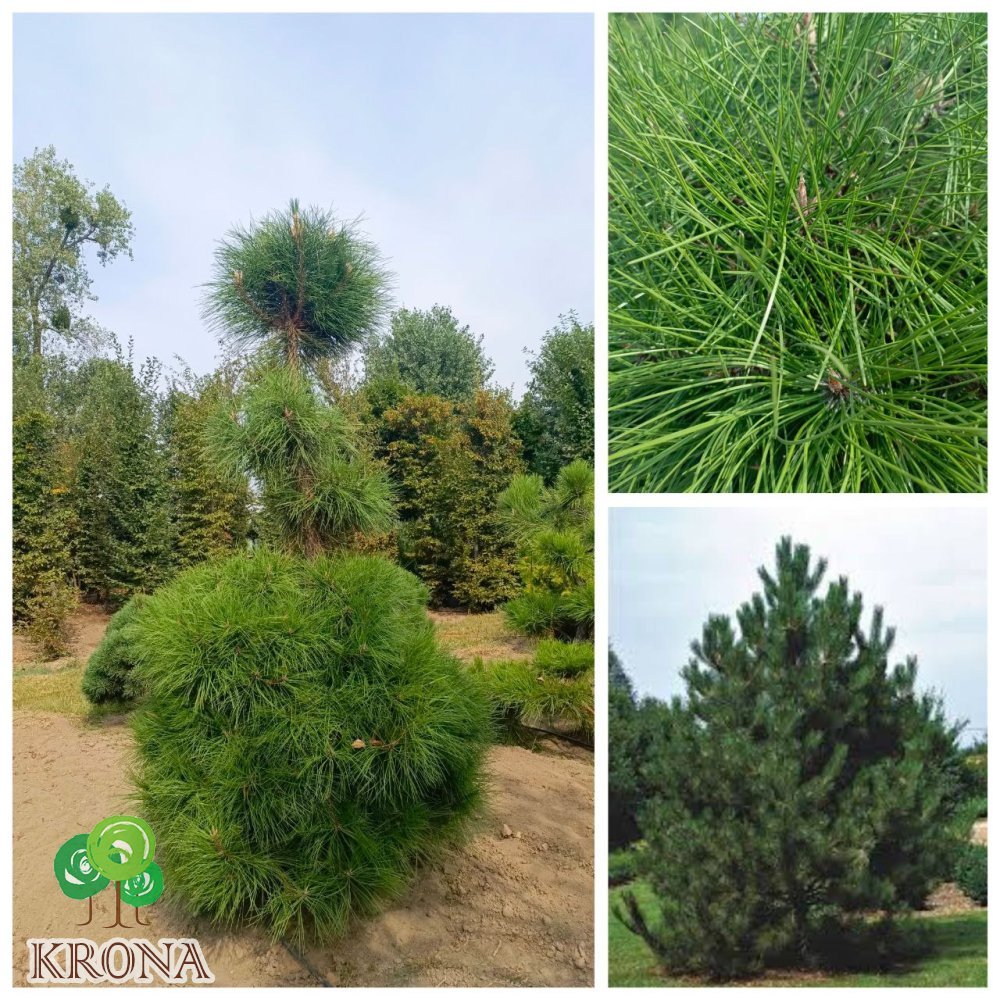 Саджанці купити Сосна чорна австрійська (Pinus nigra) /Н 240-270 см/ ком