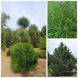 Сосна чорна австрійська (Pinus nigra) /Н 240-270 см/ ком