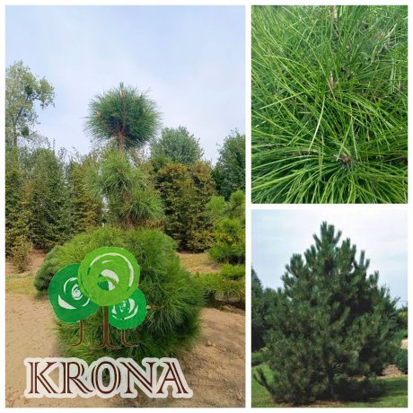 Саджанці купити Сосна чорна австрійська (Pinus nigra) /Н 240-270 см/ ком