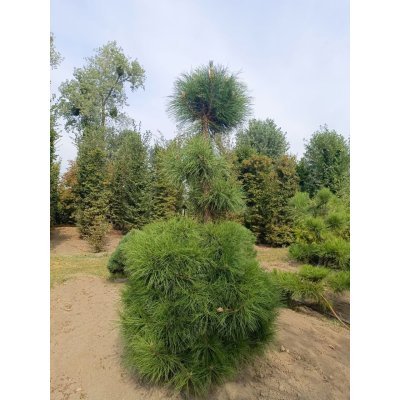 Саджанці купити Сосна чорна австрійська (Pinus nigra) /Н 240-270 см/ ком