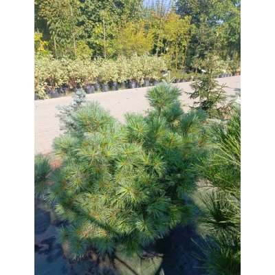 Саджанці купити Сосна Веймутова (Pinus strobus) "Blue Shag"/H 80-100 см/контейнер С35  L