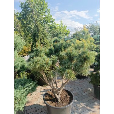 Саджанці купити Сосна карликова "Глаука" (Pinus pumila Glauca) /H 120 см/D1210-130 см/ контейнер С 60 L