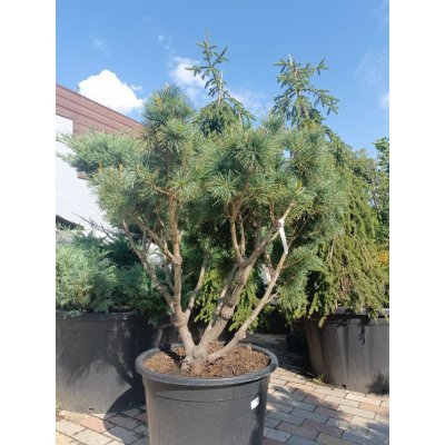 Саджанці купити Сосна карликова "Глаука" (Pinus pumila Glauca) /H 120 см/D1210-130 см/ контейнер С 60 L