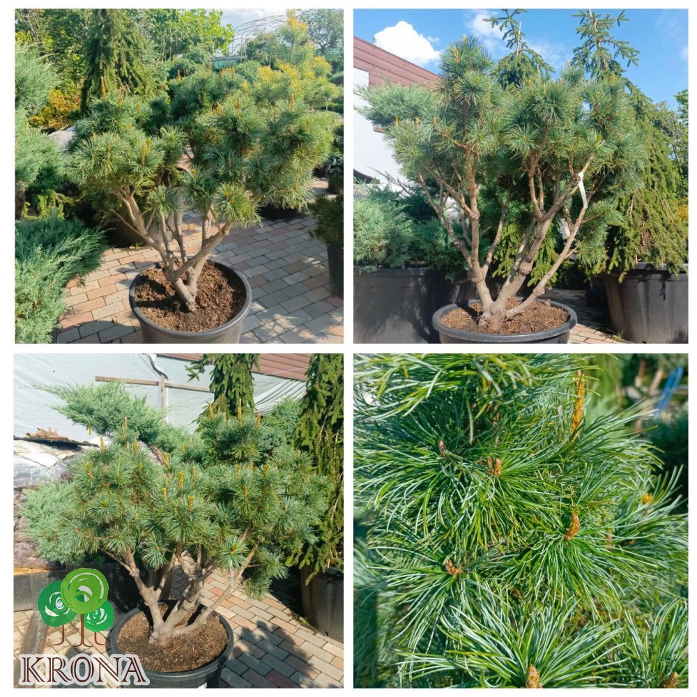 Саджанці купити Сосна карликова "Глаука" (Pinus pumila Glauca) /H 120 см/D1210-130 см/ контейнер С 60 L