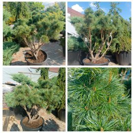 Сосна карликова "Глаука" (Pinus pumila Glauca) /H 120 см/D1210-130 см/ контейнер С 60 L Сосна карликова "Глаука" (Pinus pumila Glauca) /H 120 см/D1210-130 см/ контейнер С 60 L