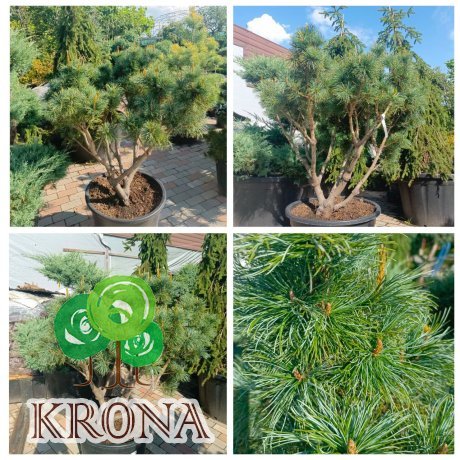 Саджанці купити Сосна карликова "Глаука" (Pinus pumila Glauca) /H 120 см/D1210-130 см/ контейнер С 60 L