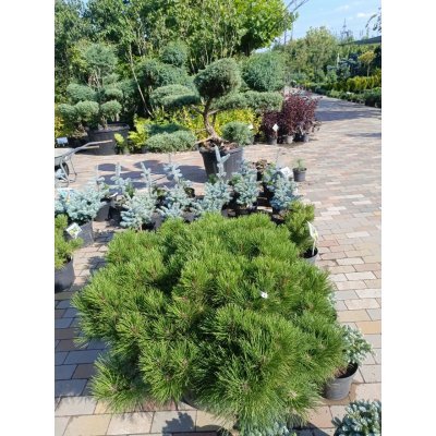 Саджанці купити Сосна чорна (Pinus nigra) "Hornibrookiana" /Н 50 см/ D 130-130 см/контейнер С 80 L 