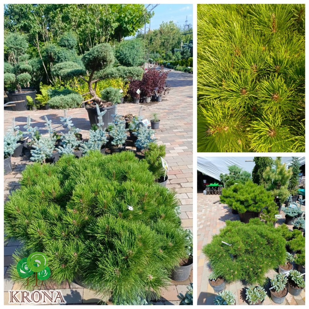 Саджанці купити Сосна чорна (Pinus nigra) "Hornibrookiana" /Н 50 см/ D 130-130 см/контейнер С 80 L 