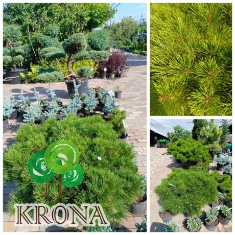 Саджанці купити Сосна чорна (Pinus nigra) "Hornibrookiana" /Н 50 см/ D 130-130 см/контейнер С 80 L 
