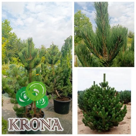 Саджанці купити Сосна чорна "Орегон Грін"/(Pinus nigra "Oregon Green") /H 130-160 см/контейнер С60 L