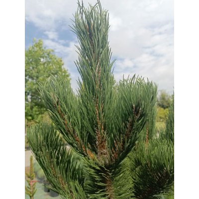 Саджанці купити Сосна чорна "Орегон Грін"/(Pinus nigra "Oregon Green") /H 130-160 см/контейнер С60 L