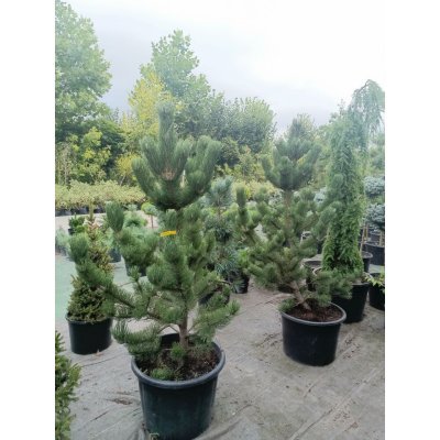 Саджанці купити Сосна чорна "Орегон Грін"/(Pinus nigra "Oregon Green") /H 130-160 см/контейнер С60 L