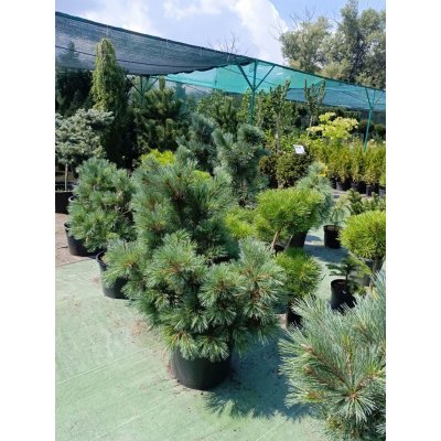 Саджанці купити Сосна гнучка  (Pinus flexilis) "Pygmaea"/Пігмея /H 80-100см/ контейнер 25 L