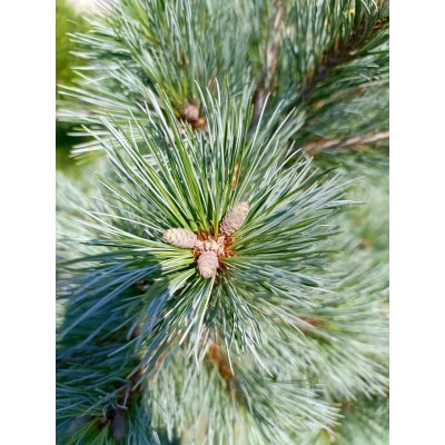 Саджанці купити Сосна гнучка  (Pinus flexilis) "Pygmaea"/Пігмея /H 80-100см/ контейнер 25 L